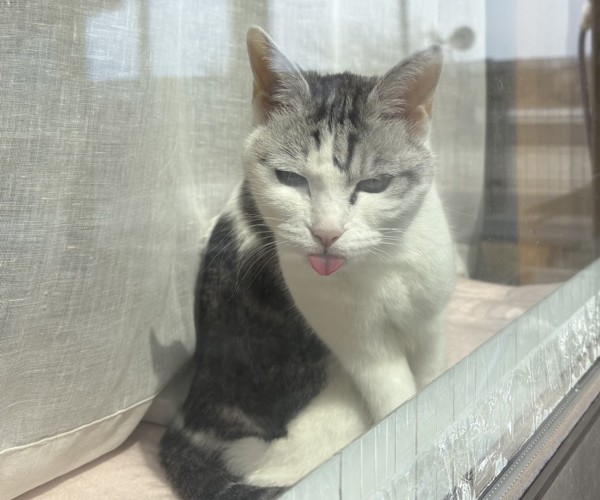 猫 サバシロ もーしゃんの写真