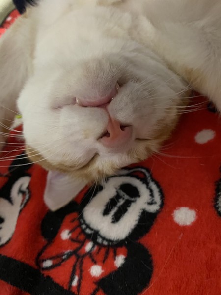 猫 茶白トラ ミモの写真