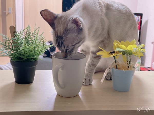 猫 雑種（ミックス） 花ちゃん❤️の写真