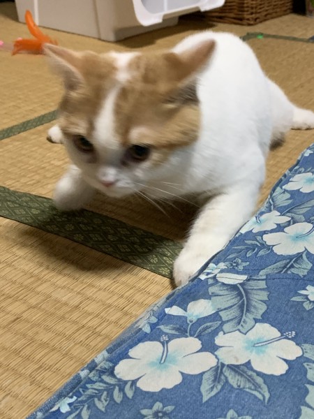 猫 スコティッシュフォールド りりの写真