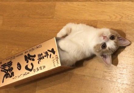 猫 マンチカン れおの写真