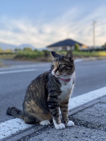 猫 雑種 たまの写真