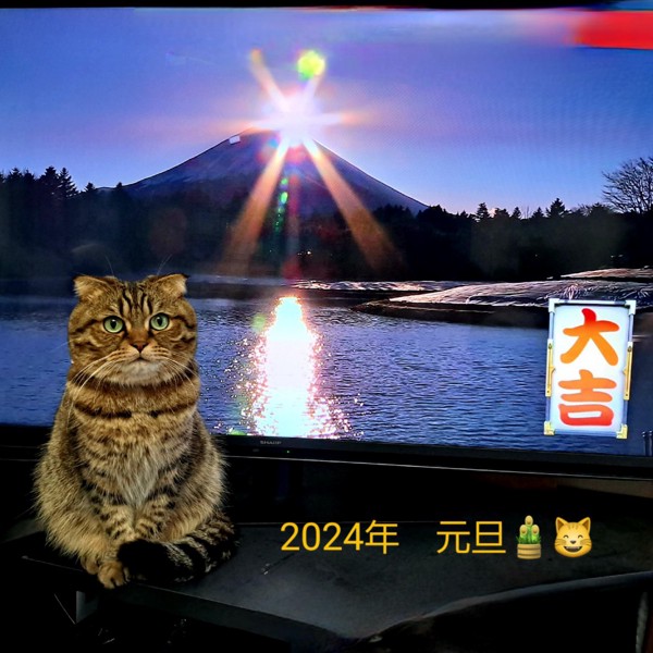 猫 スコティッシュフォールド のんの写真