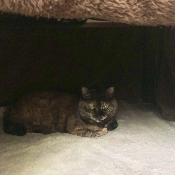 猫 サビ猫 ポンちゃんの写真