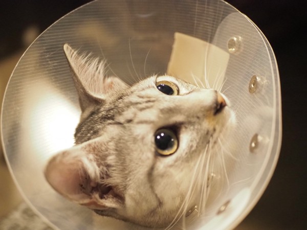 猫 サバトラ 景（カゲ）の写真