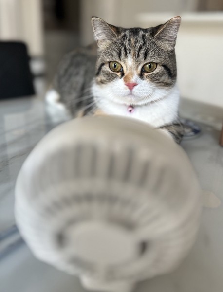 猫 マンチカン ココロの写真