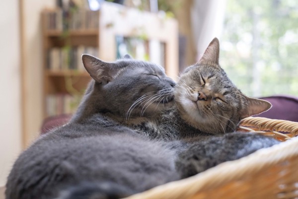 猫 雑種（ミックス） なつ＆ゆずの写真