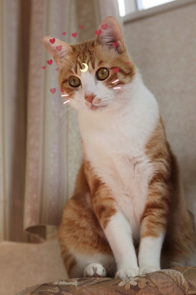 猫 茶白トラ ルル太郎の写真