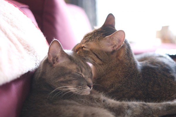 猫 雑種（ミックス） なつ＆ゆずの写真