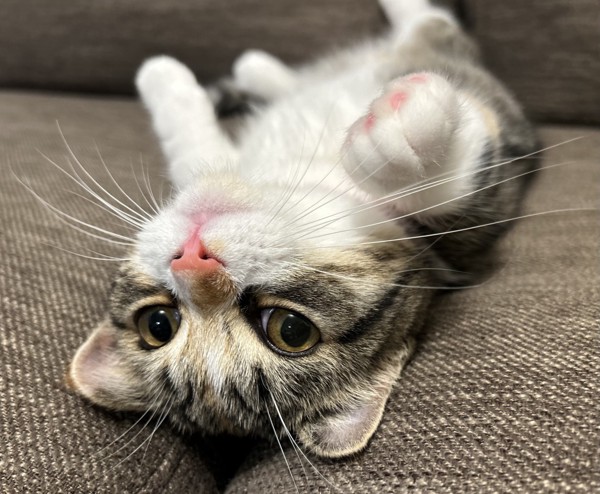 猫 マンチカン ココロの写真
