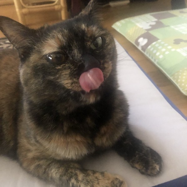 猫 サビ猫 ポンちゃんの写真