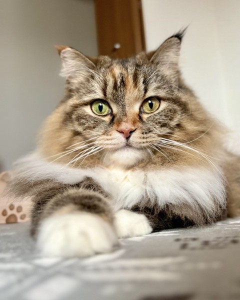猫 サイベリアン うにもの写真