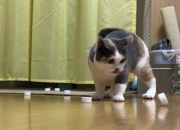 猫 ブリティッシュショートヘア のんの写真