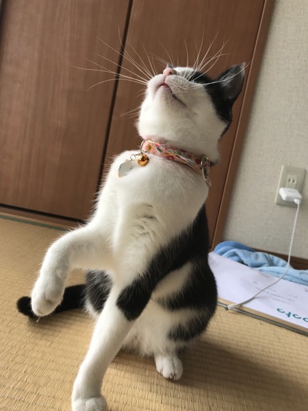 猫 ミックス 蛍ちゃんの写真