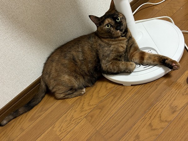 猫 サビ猫 うにの写真