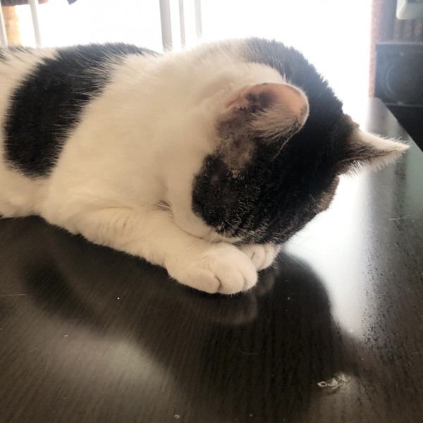 猫 雑種（ミックス） ラブの写真