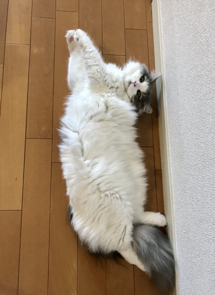 猫 ノルウェージャンフォレストキャット こまちの写真