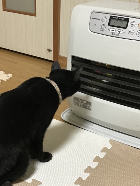 猫 雑種（ミックス） うにちゃんの写真