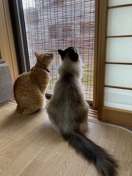 猫 雑種（ミックス） メルとチャオの写真