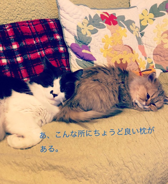 猫 ペルシャ ルイくんとオセロくんの写真