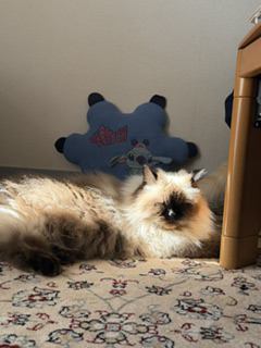 猫 ヒマラヤン ミリーの写真