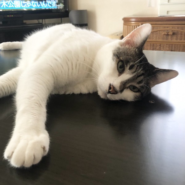 猫 雑種（ミックス） ラブの写真