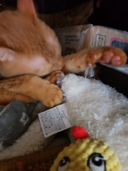 猫 茶トラ りんの写真