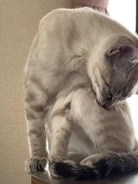 猫 雑種（ミックス） 花ちゃん❤️の写真