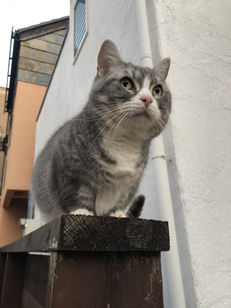 猫 マンチカン きむちの写真