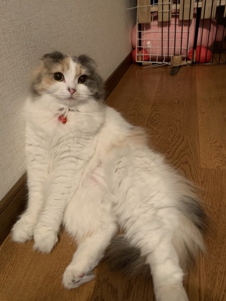 猫 スコティッシュフォールド にゃーこの写真