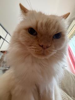 猫 ヒマラヤン ロッキーの写真