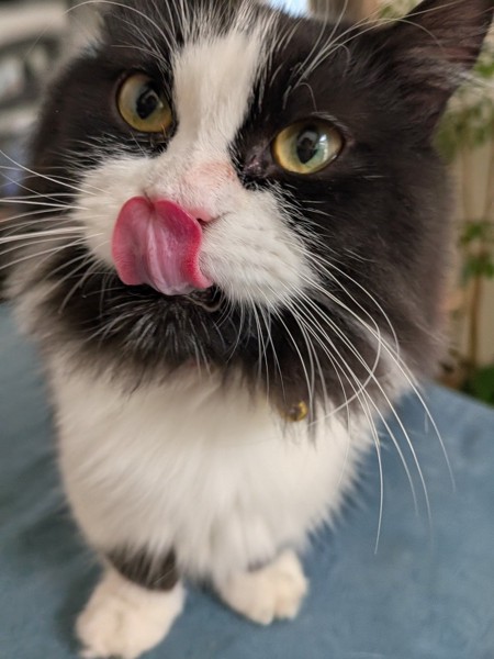 猫 ミヌエット まつりの写真