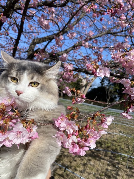 猫 雑種（ミックス） ルークの写真