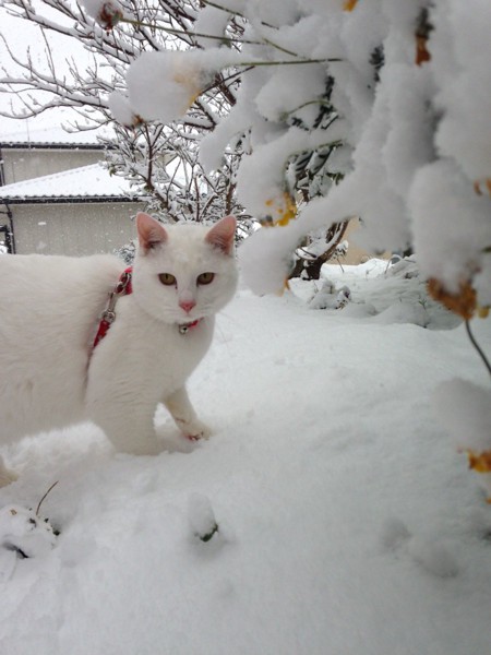 猫 雑種（ミックス） フクちゃんの写真