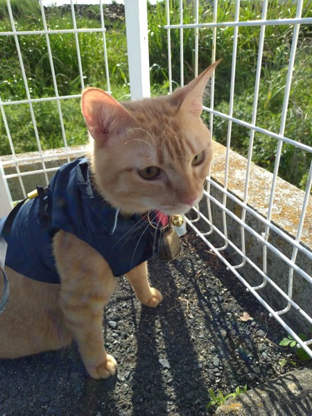 猫 茶トラ りんの写真