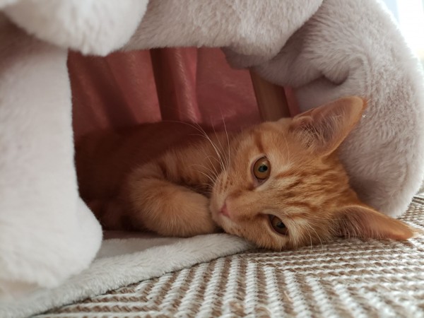 猫 茶トラ かぐらの写真