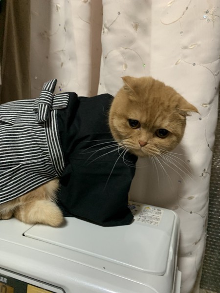 猫 スコティッシュフォールド 来夢の写真