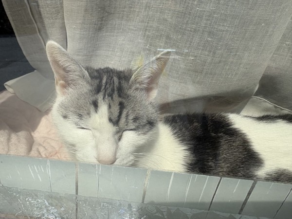 猫 サバシロ もーしゃんの写真