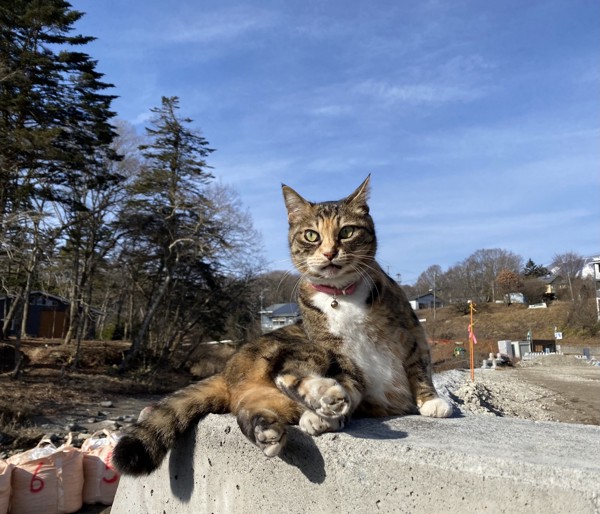 猫 雑種 たまの写真