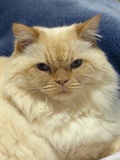 猫 ヒマラヤン アッシュの写真