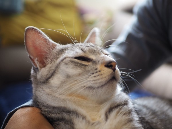 猫 サバトラ 景（カゲ）の写真