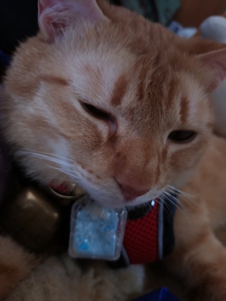 猫 茶トラ りんの写真