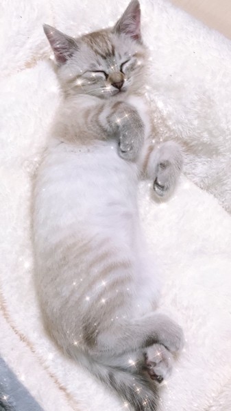 猫 雑種（ミックス） 花ちゃん❤️の写真