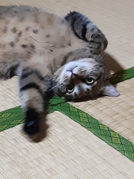 猫 キジトラ リアの写真