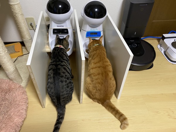 猫 雑種（ミックス） はなちゃん&チビ太の写真