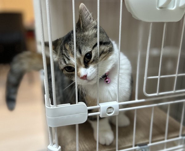 猫 マンチカン ココロの写真