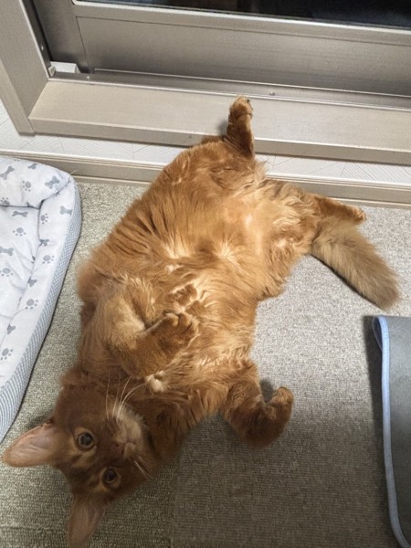 猫 ソマリ ロコんの写真