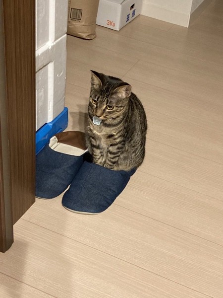 猫 キジトラ そらの写真