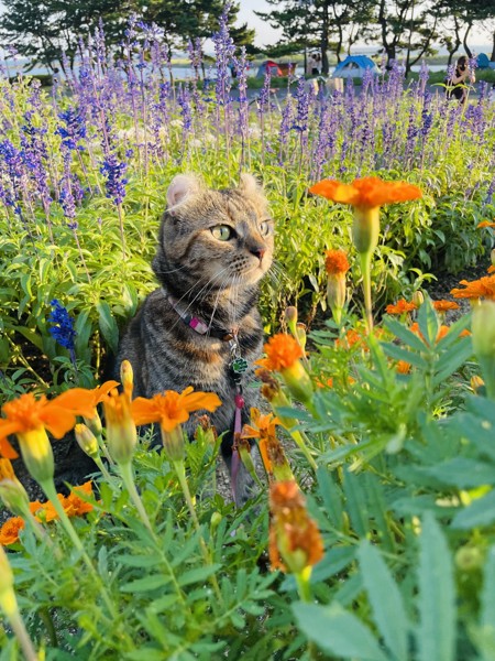 猫 アメリカンカール Lunaの写真