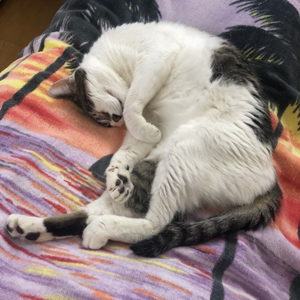 猫 雑種（ミックス） ラブの写真